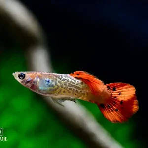 Neu Guppy Kobra Rot (Poecilia reticulata var.)
